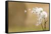 Dandelion-null-Framed Stretched Canvas