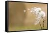 Dandelion-null-Framed Stretched Canvas