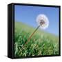 Dandelion-null-Framed Stretched Canvas