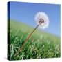 Dandelion-null-Stretched Canvas