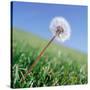 Dandelion-null-Stretched Canvas