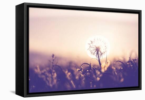 Dandelion-Andrushko Galyna-Framed Stretched Canvas