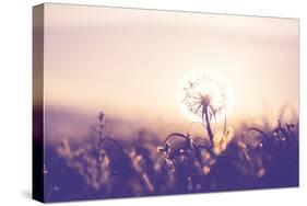 Dandelion-Andrushko Galyna-Stretched Canvas