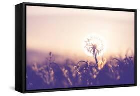 Dandelion-Andrushko Galyna-Framed Stretched Canvas