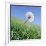 Dandelion-null-Framed Photographic Print