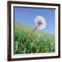 Dandelion-null-Framed Photographic Print