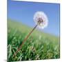 Dandelion-null-Mounted Photographic Print