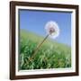 Dandelion-null-Framed Photographic Print