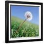 Dandelion-null-Framed Photographic Print