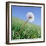 Dandelion-null-Framed Photographic Print