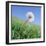 Dandelion-null-Framed Photographic Print