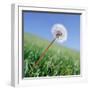 Dandelion-null-Framed Photographic Print