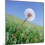 Dandelion-null-Mounted Photographic Print