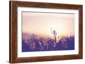 Dandelion-Andrushko Galyna-Framed Photographic Print