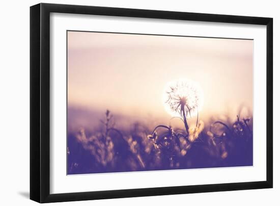 Dandelion-Andrushko Galyna-Framed Photographic Print