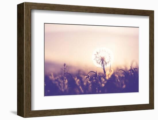 Dandelion-Andrushko Galyna-Framed Photographic Print