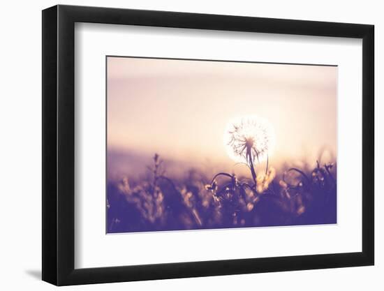 Dandelion-Andrushko Galyna-Framed Photographic Print