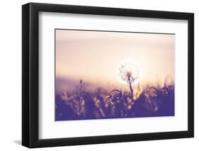 Dandelion-Andrushko Galyna-Framed Photographic Print