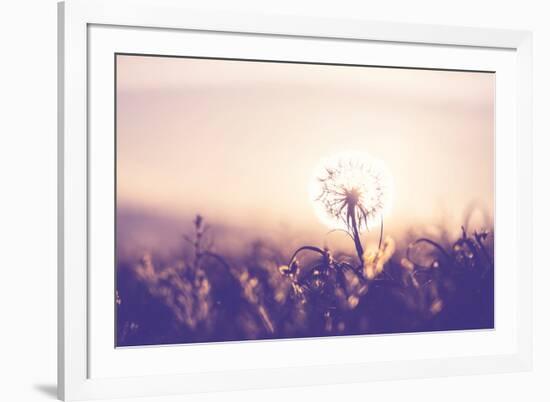 Dandelion-Andrushko Galyna-Framed Photographic Print