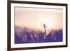 Dandelion-Andrushko Galyna-Framed Photographic Print