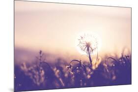 Dandelion-Andrushko Galyna-Mounted Photographic Print