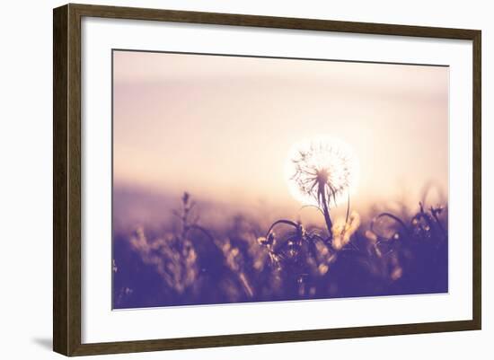 Dandelion-Andrushko Galyna-Framed Photographic Print