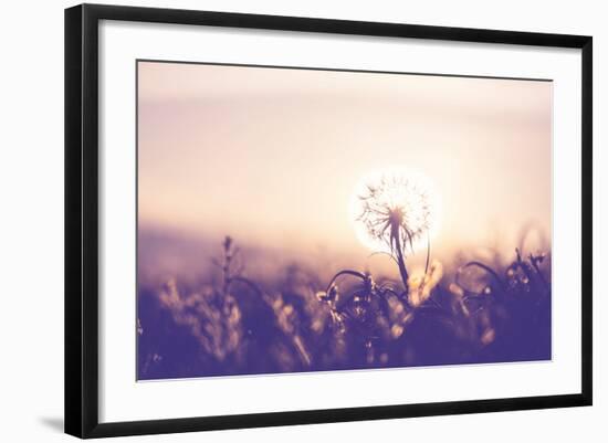 Dandelion-Andrushko Galyna-Framed Photographic Print