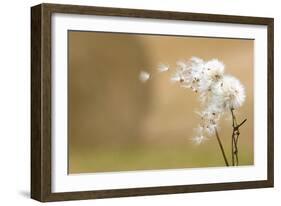Dandelion-null-Framed Photographic Print