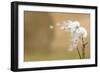 Dandelion-null-Framed Photographic Print