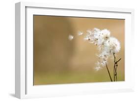 Dandelion-null-Framed Photographic Print