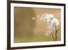 Dandelion-null-Framed Photographic Print