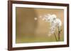 Dandelion-null-Framed Photographic Print