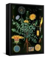 Dandelion-null-Framed Stretched Canvas