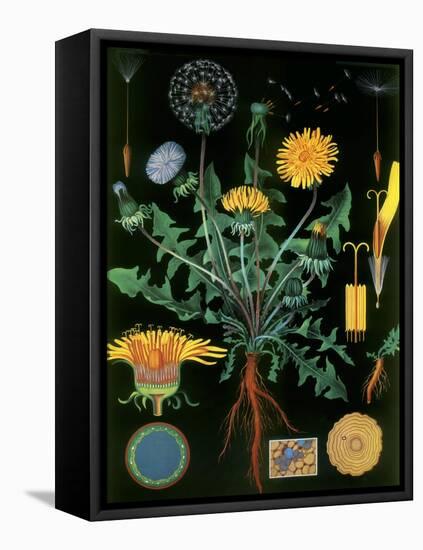 Dandelion-null-Framed Stretched Canvas