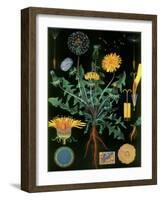 Dandelion-null-Framed Giclee Print