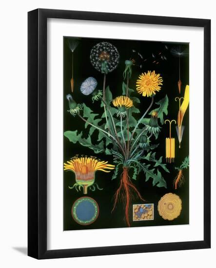 Dandelion-null-Framed Giclee Print