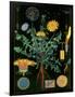 Dandelion-null-Framed Giclee Print