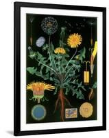 Dandelion-null-Framed Giclee Print