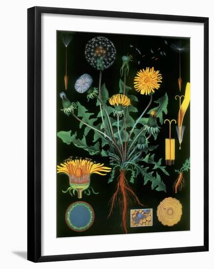 Dandelion-null-Framed Giclee Print