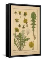 Dandelion-null-Framed Stretched Canvas