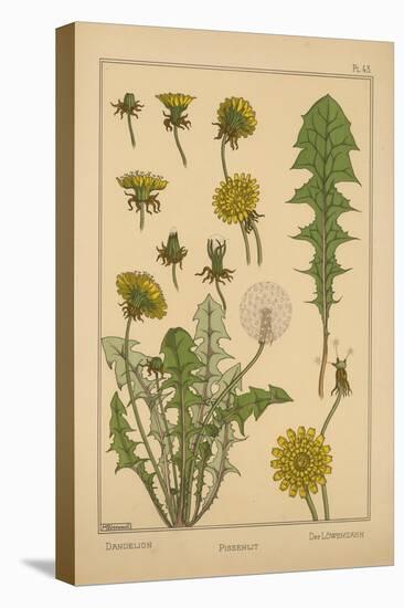 Dandelion-null-Stretched Canvas