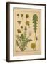 Dandelion-null-Framed Giclee Print