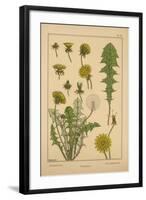 Dandelion-null-Framed Giclee Print