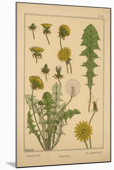 Dandelion-null-Mounted Giclee Print