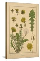 Dandelion-null-Stretched Canvas