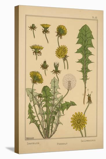 Dandelion-null-Stretched Canvas