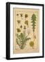 Dandelion-null-Framed Giclee Print