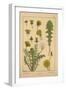 Dandelion-null-Framed Giclee Print