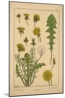 Dandelion-null-Mounted Giclee Print