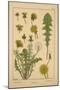 Dandelion-null-Mounted Giclee Print